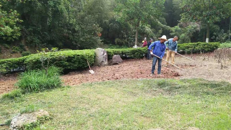 苗木种植技术视频教程：从选苗到养护的完整步骤详解