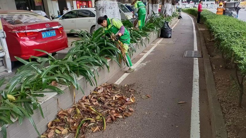 市政绿化草皮铺设验收，这些标准你了解吗？**